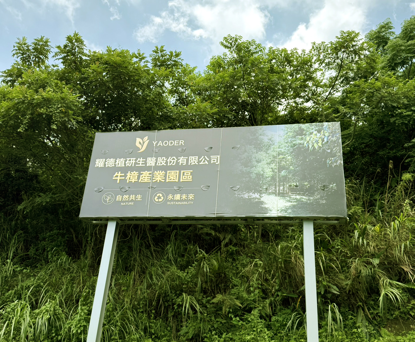 牛樟芝研究